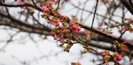 河津桜