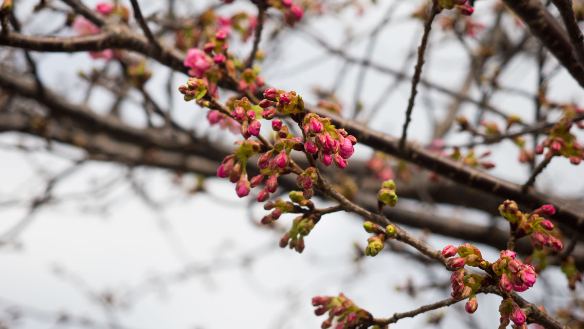 河津桜